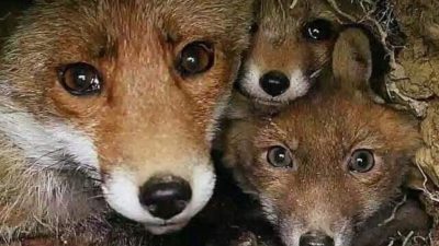 500 000 rävar kan dödas i Tyskland – STOPPA!