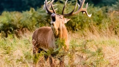 Jaktkritikernas/Riksförenings synpunkter i samband med översyn av jakttider