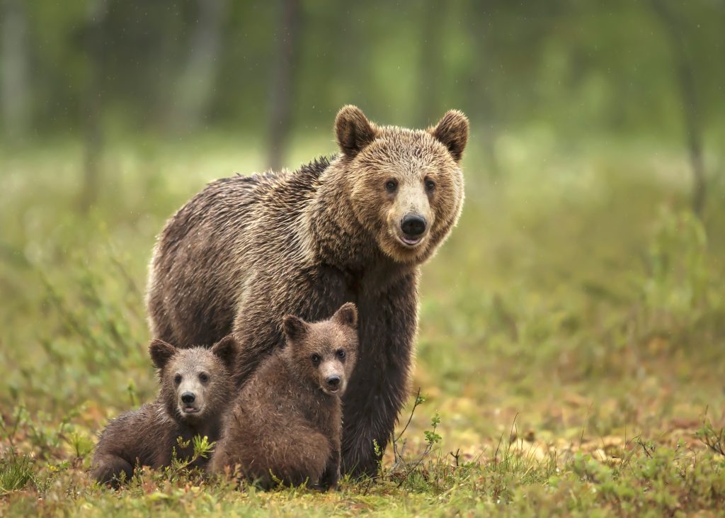 Björnmamma med ungar