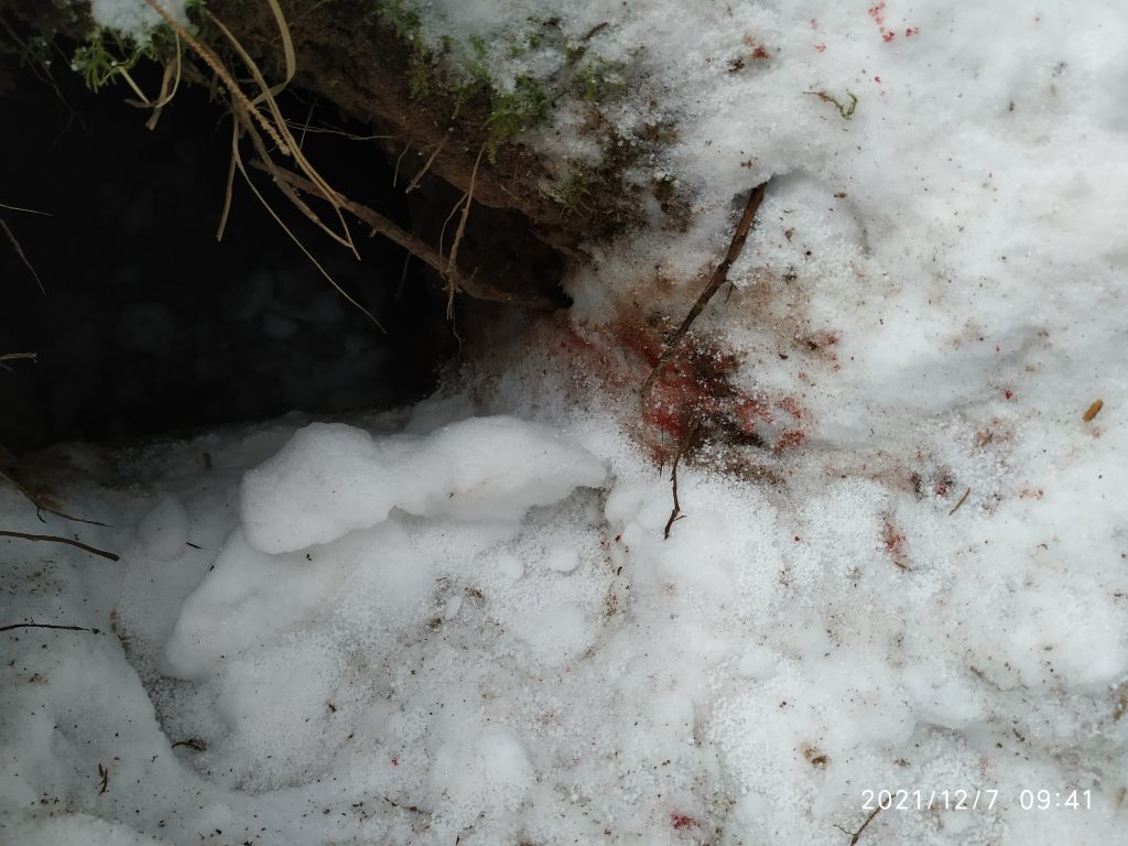 Rävarna var utplånade, endast deras blod sågs på platsen