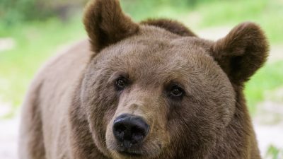 Licensjakt björn oetisk på flera sätt (english, espanol)