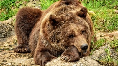 Björnar jagas 1/3 av sin vakna tid.