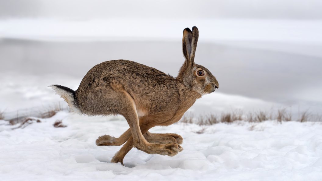 Hare som springer i full fart i snön