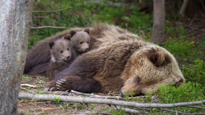 Två björnungar tittar på sin mamma som ligger bredvid