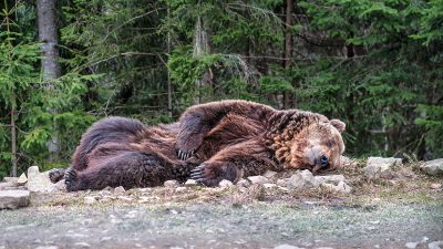 71 nyvakna björnar dödade under en månad