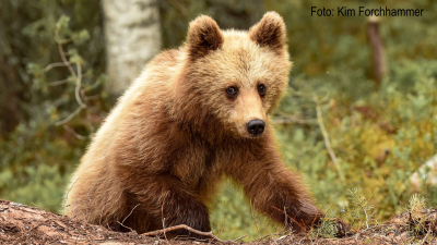 Jaktkritikerna överklagar björnjakten