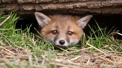 Förbjud den vedervärdiga massakern av rävar